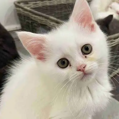 kittens for Sale , View more
