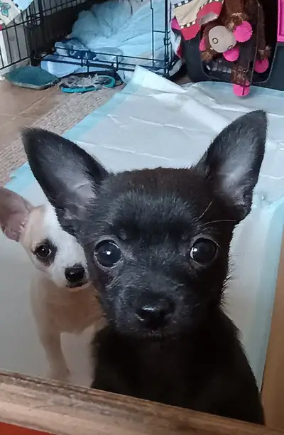 Baby Chihuahuas, View more