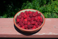 Everbearing Raspberry plants