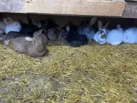 Young rabbits 