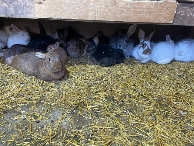 Young rabbits  in Livestock in Winnipeg