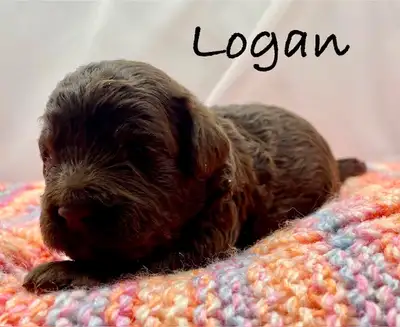 Mini Double Doodles (aussiedoodle X goldendoodle) looking for their forever families. These puppies...