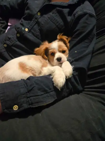 This is Lady – a 3-month-old Cockerlanier (Cocker Spaniel × Cavalier King Charles Spaniel mix) with...