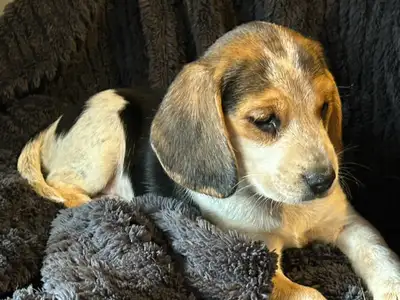 We are happy to announce a beautiful litter of pure bred Bluetick and Tri-Colour this spring season....