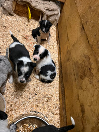 Working cow dog pups for sale