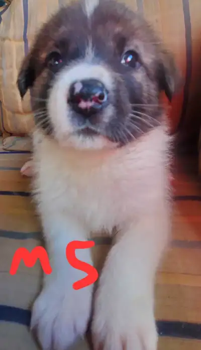 AKITA AMÉRICAIN X LABERNARD, View more