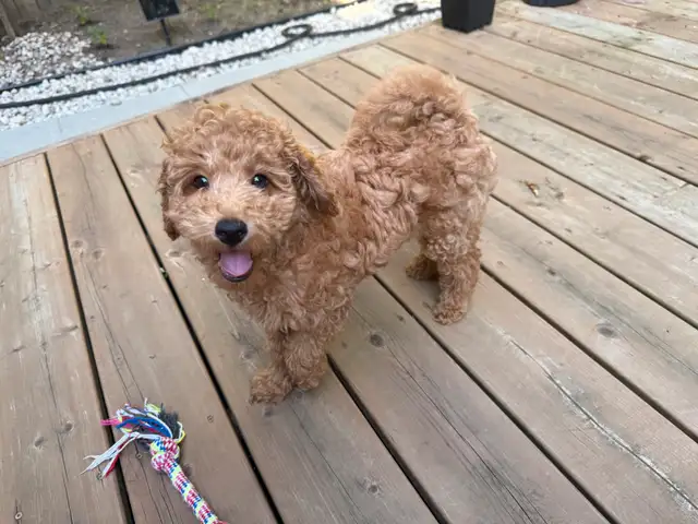 Toy cockapoo boy available in Dogs & Puppies for Rehoming in City of Toronto - Image 3