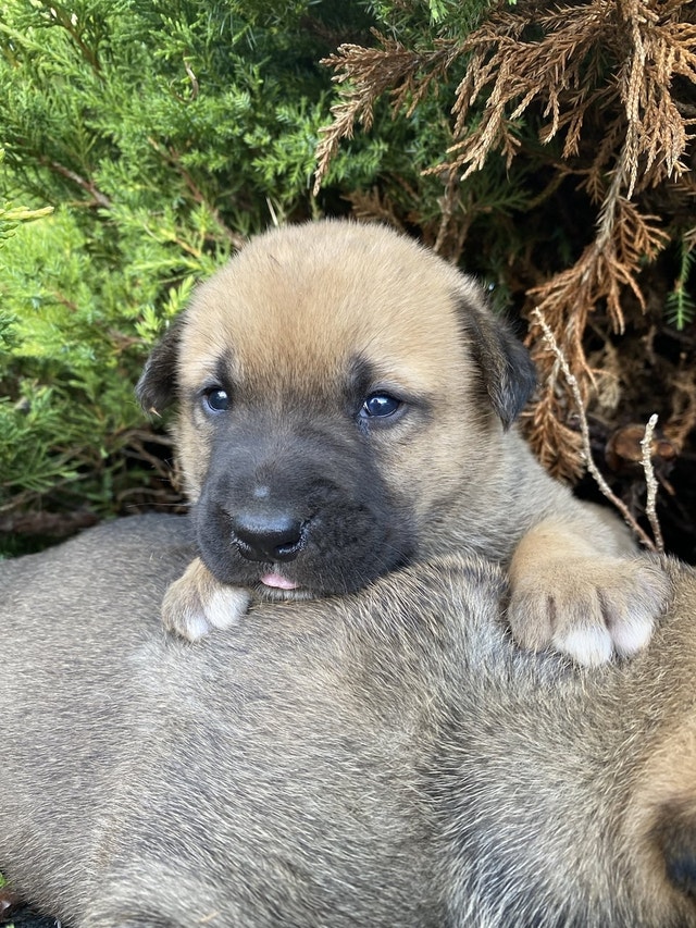 GERMAN SHEPHERD/CANE CORSO CROSS PUPS READY TO GO Dogs & Puppies for Rehoming Mississauga
