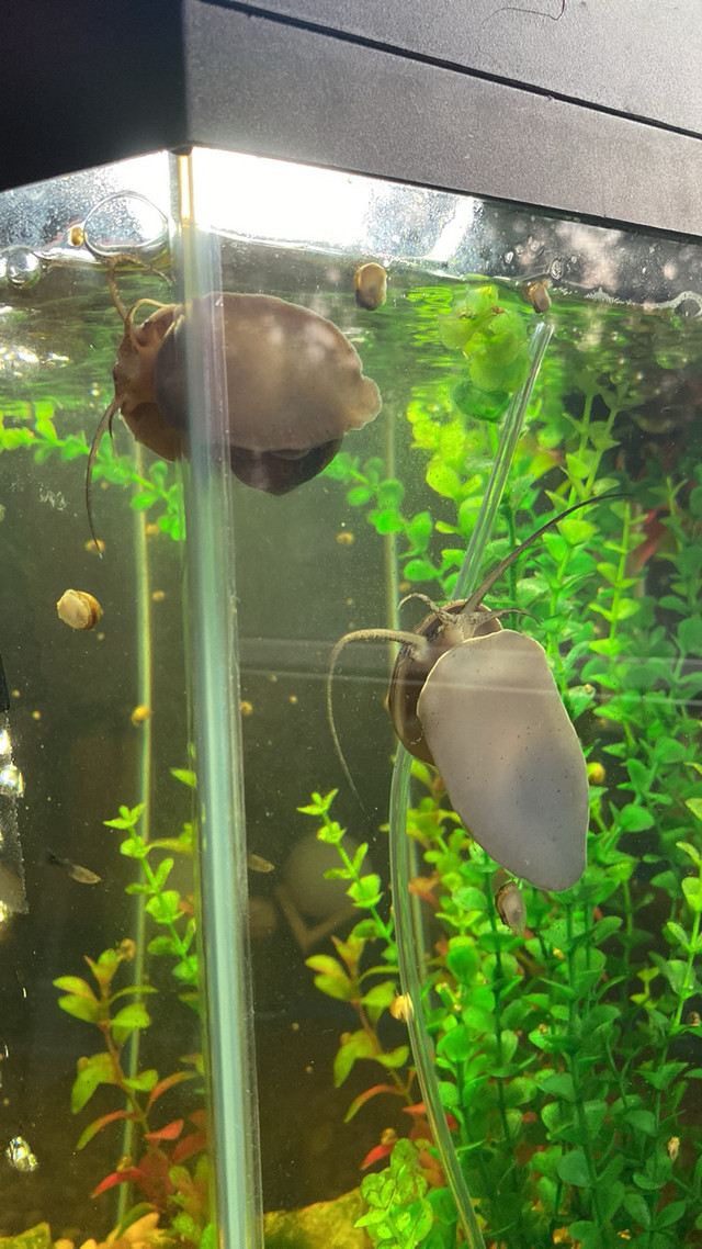  Snails, guppies and tank  in Fish for Rehoming in Leamington - Image 4