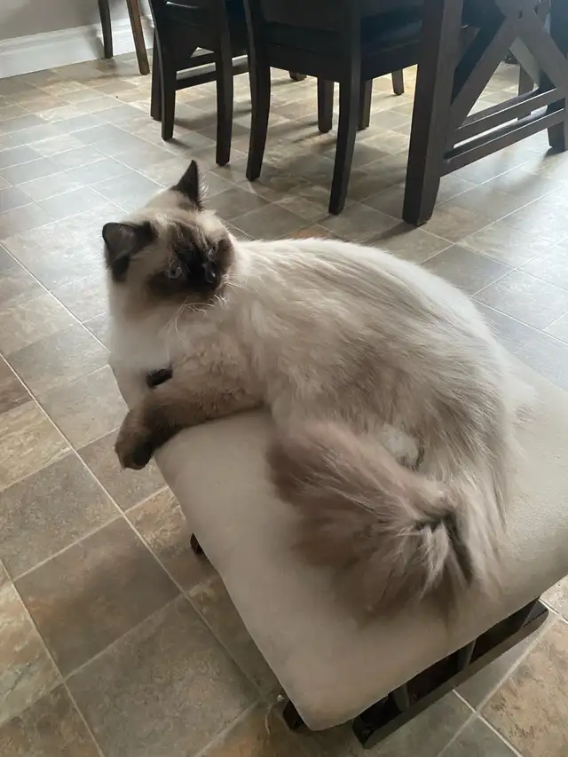 male neutered ragdoll cat