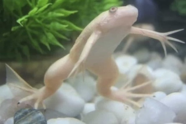 COOL ALBINO CLAWED FROGS in Fish for Rehoming in North Bay - Image 2