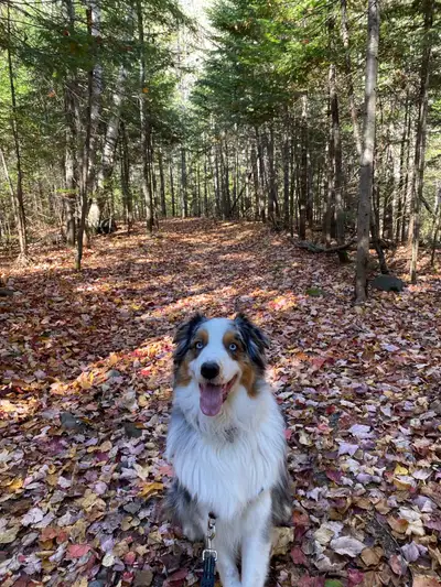 Berger australien, mâle, 4 ans - À vendre, View more
