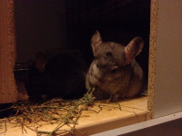 Timothy/Alfalfa for Chinchillas, Guinea Pigs, and Rabbits
