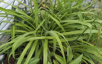 Daylilies--perennial plants, View more