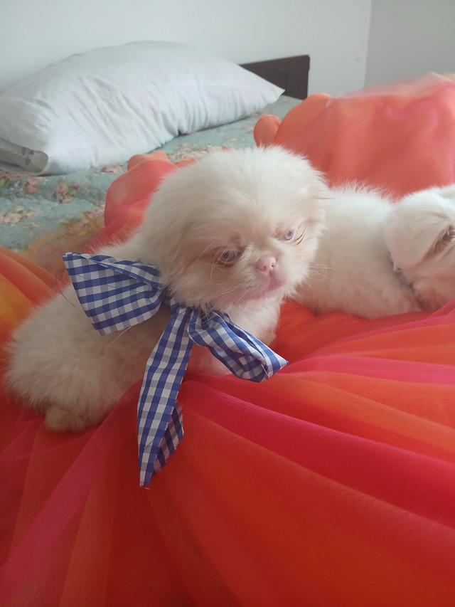 PEKINGESE 100%  2 MALES ADORABLE in Dogs & Puppies for Rehoming in Ottawa - Image 3