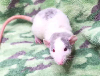 rat de fantaisie, dumbo, marten, rex, elevage ethique, View more