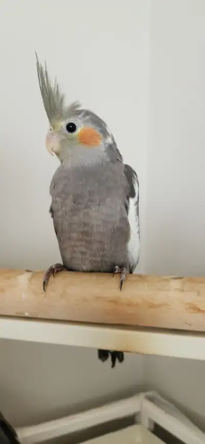 Baby Cocktails, View more