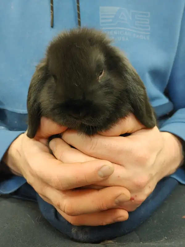 EXTRAORDINARY HOLLAND LOP BABY BUNNY RABBITS in Small Animals for Rehoming in City of Toronto - Image 4