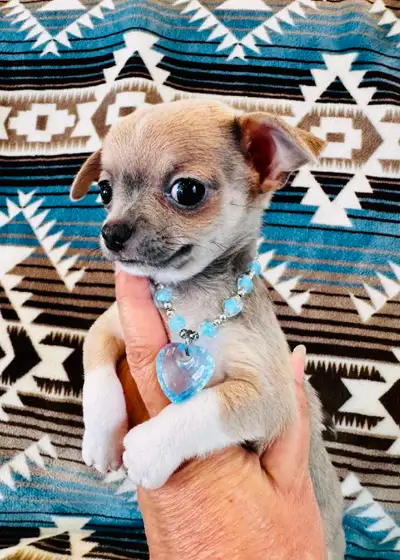 bébés  chihuahua, View more