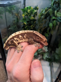Crested gecko for sale