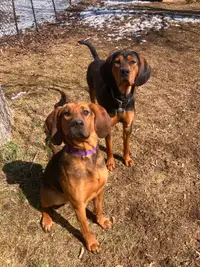 Black & Tan/Bluetick Coonhounds for Rehoming