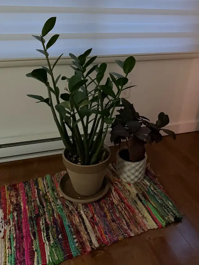 giving away my plants 