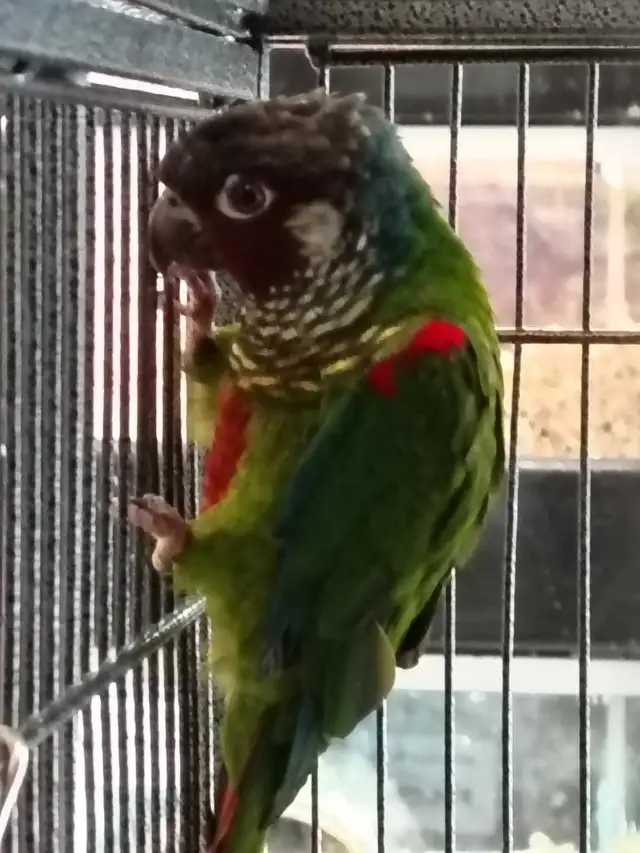 white cheek conure in Birds for Rehoming in Oshawa / Durham Region - Image 4