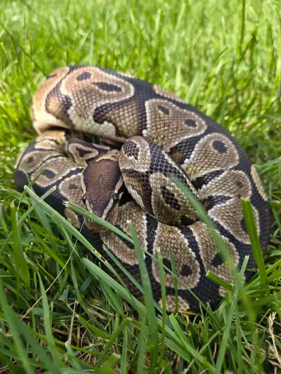 python royal, View more