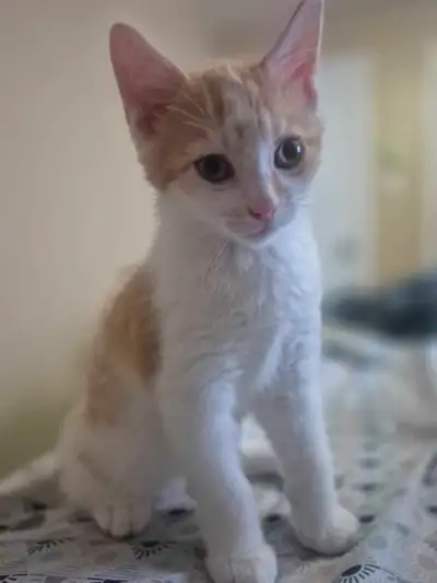 Kittens for Rehoming, View more