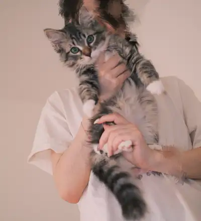 Siberian kitten rehoming, View more