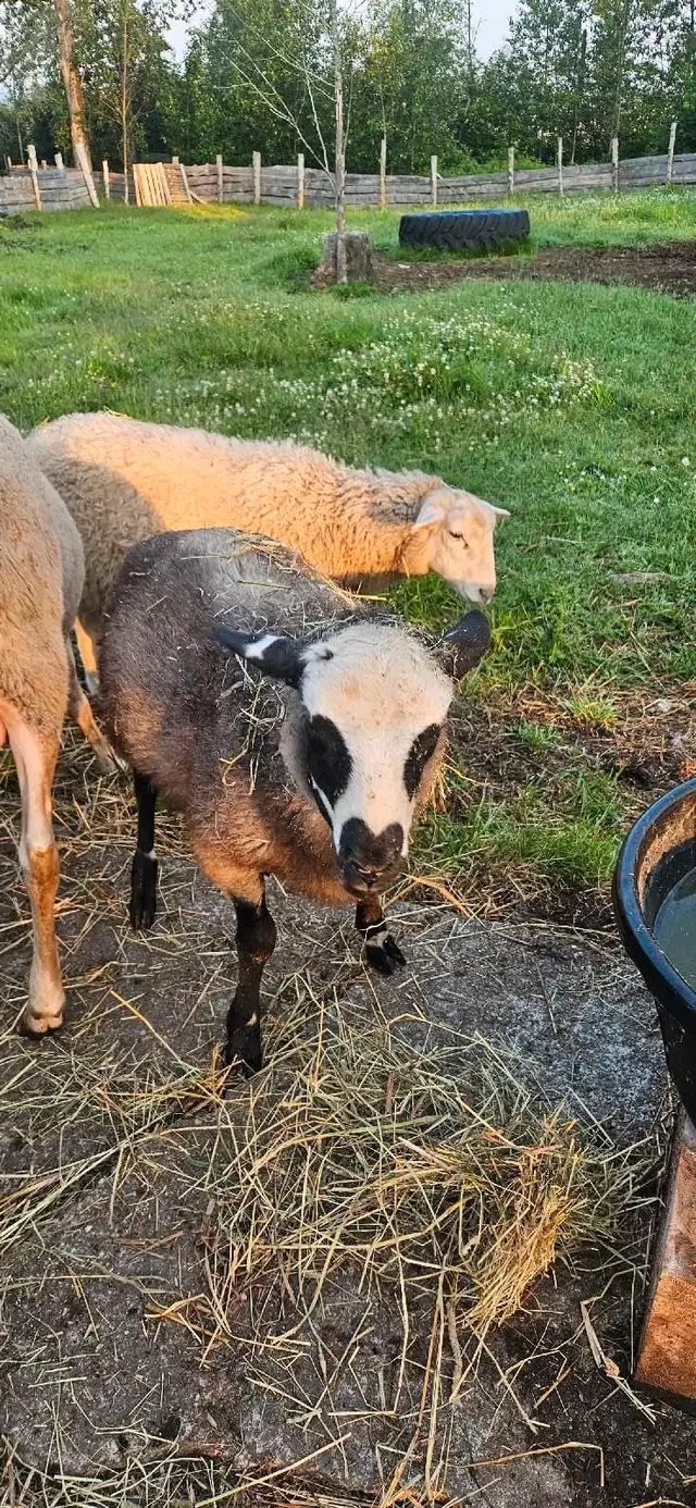 romanov,polypay lambs in Other in Edmundston - Image 5