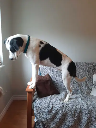 Looking to rehome my 13-month-old female Great Pyrenees / American Bulldog mix, black/white/ Large 2...