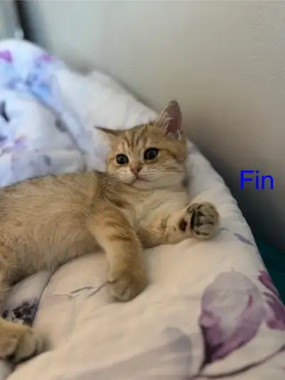 Meet Finn – A Handsome British Shorthair Kitten Introducing Finn, a stunning male British Shorthair...