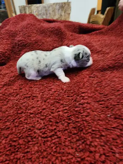 Chihuahua gorgeous puppies from Reputable Breeder, View more