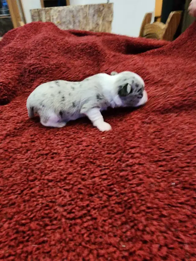 Chihuahua gorgeous puppies from Reputable Breeder in Dogs & Puppies for Rehoming in Ottawa - Image 2