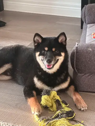 An absolutely stunning Pure Black Shiba Inu with a vibrant personality! This rare and beautiful pup...