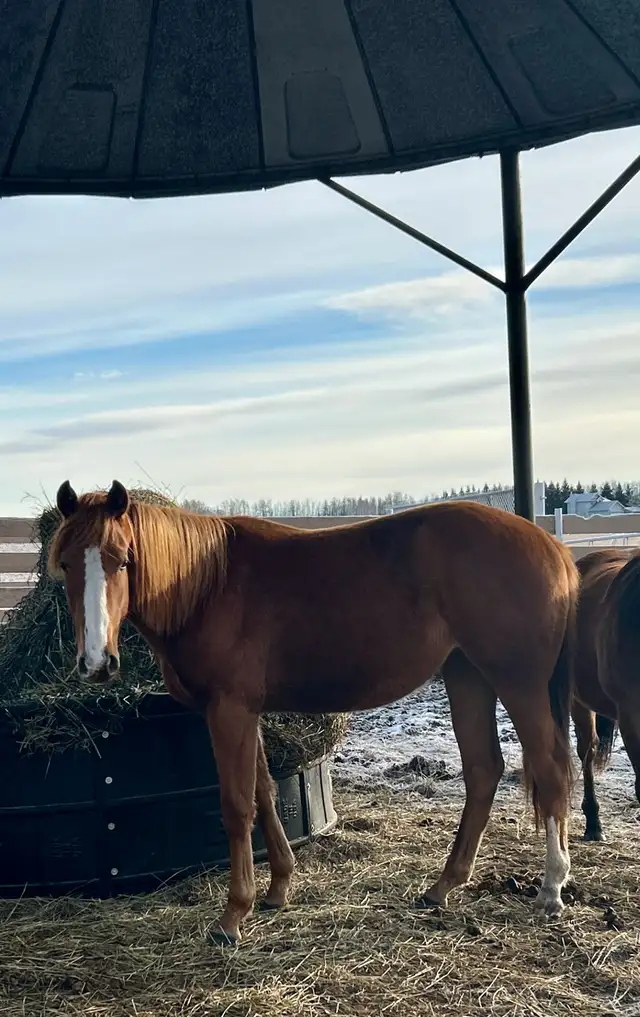 2yr old Dash Ta Fame Barrel Futurity Prospect  in Horses & Ponies for Rehoming in St. Albert - Image 4