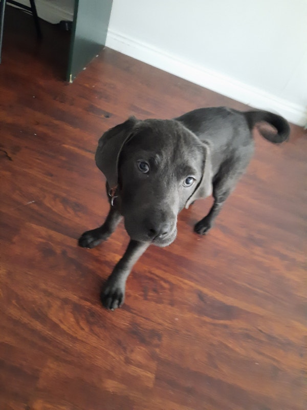 Silver Labrador! Urgent! Dogs & Puppies for Rehoming Burnaby/New