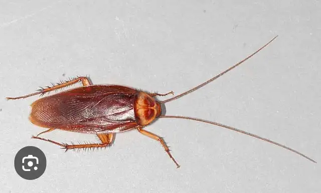 Britex Pest Control63013091694979122