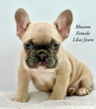 FRENCH BULLDOG PUPPIES CKC REG, View more