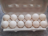 Hatching Ducks eggs for sale