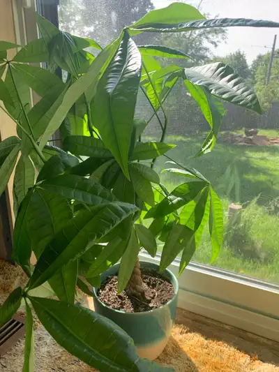 Potted Money Tree, View more