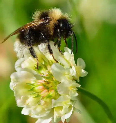 We have 1 pound bags of White Dutch Clover seed for $16. It is ideal to overseed/blend in with your...