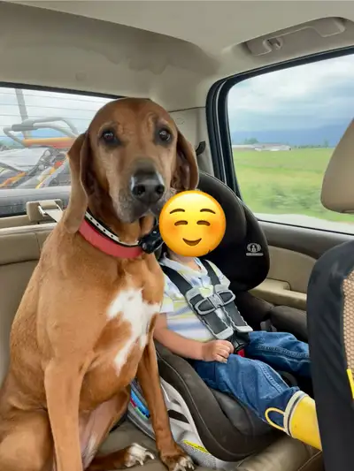 Family Dog for Rehome, View more