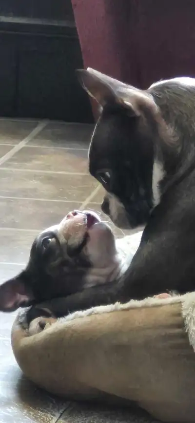 1  Beautiful Boston terrier puppies for sale, View more