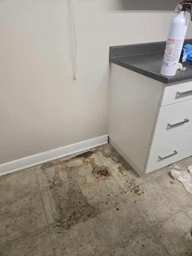 Cleaning515340100521185281