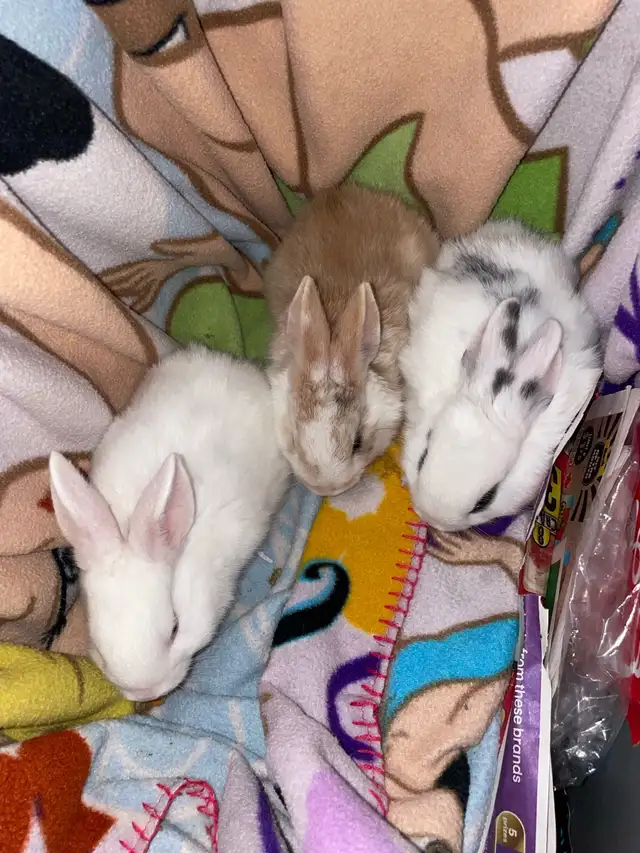 bunnies looking for a new home  in Small Animals for Rehoming in Mississauga / Peel Region - Image 7