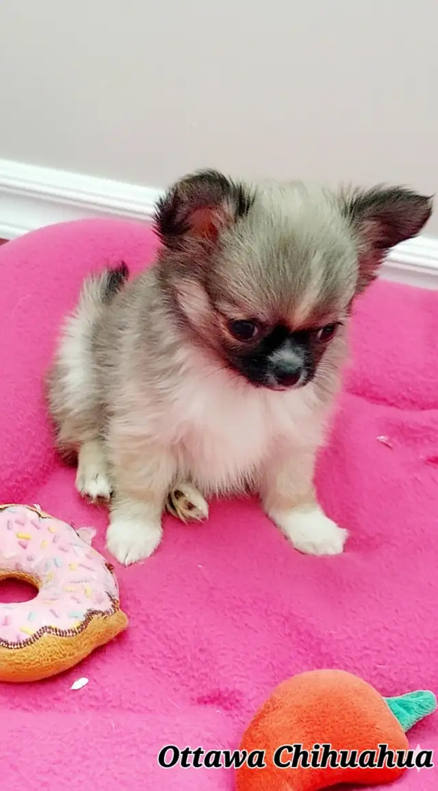 ✨️"Ottawa Chihuahua" Male Long-Coat, 3 months/1.11 lbs.! in Dogs & Puppies for Rehoming in Ottawa - Image 10