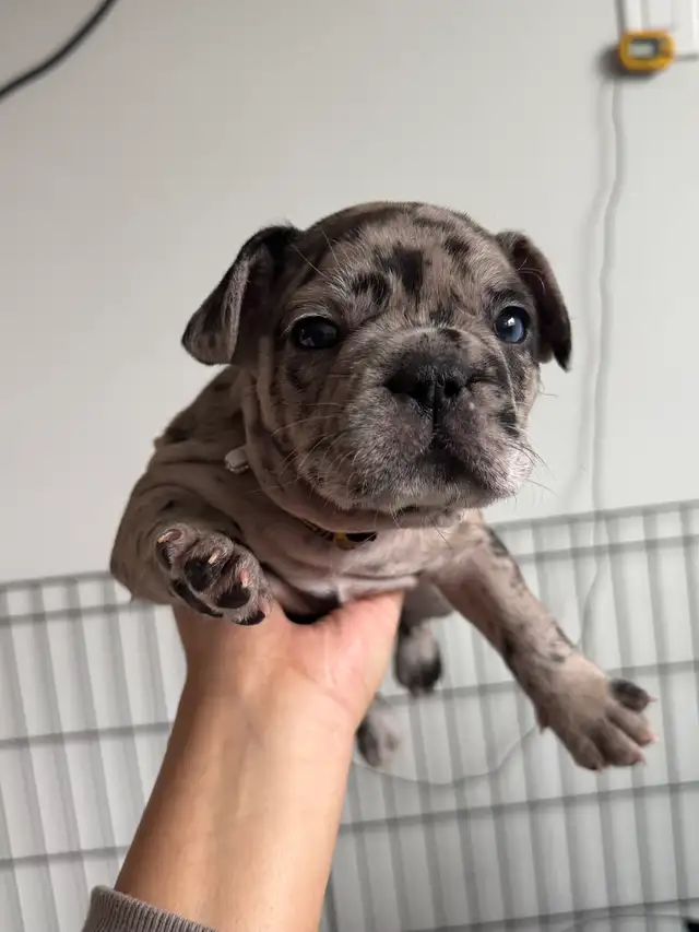 French Bulldog Puppies | Ready Soon | Pre-Booking in Dogs & Puppies for Rehoming in Kelowna - Image 8