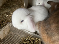 AVAILABLE Holland Lop Babies! 